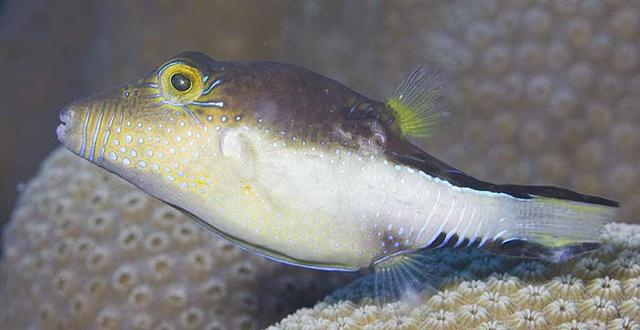  Canthigaster rostrata (Caribbean Sharpnose Puffer)